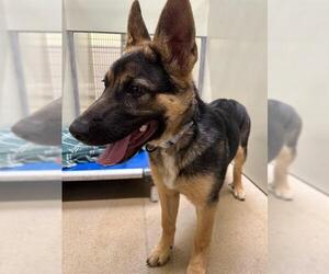 German Shepherd Dog Dogs for adoption in Santa Maria, CA, USA