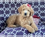 Small #6 Labradoodle
