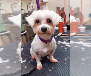 Maltese Dogs for adoption in Springfield, MA, USA