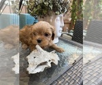 Puppy Steven Maltipoo