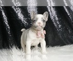 Small #2 French Bulldog