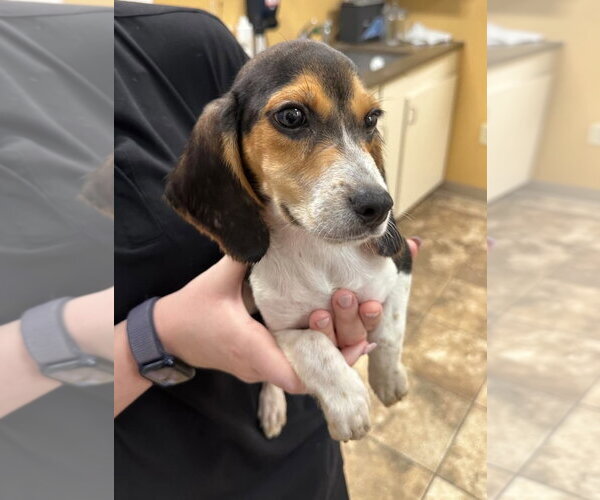 Medium Photo #5 Beagle Puppy For Sale in Dunnellon, FL, USA