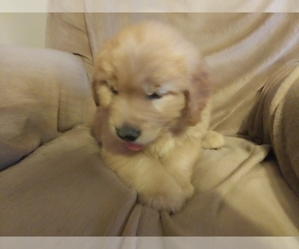 Medium Photo #2 Golden Retriever Puppy For Sale in LOWER SALEM, OH, USA