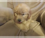 Small Photo #2 Golden Retriever Puppy For Sale in LOWER SALEM, OH, USA