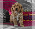 Small Photo #3 Poodle (Toy) Puppy For Sale in GORDONVILLE, PA, USA
