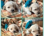 Puppy 6 Poppy Goldendoodle