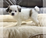 Small #9 Papillon