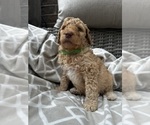 Puppy Harry Poodle (Standard)