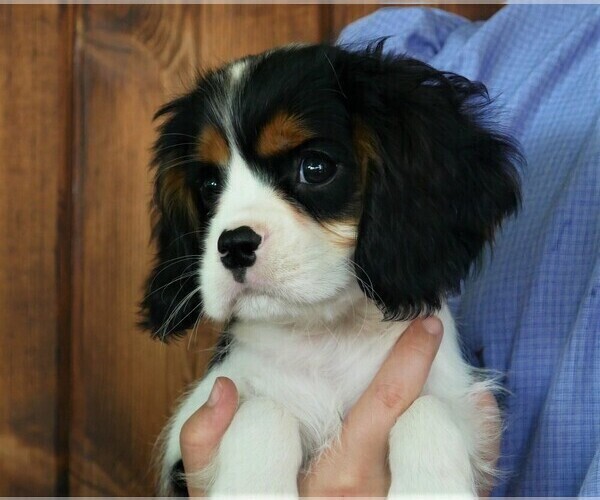 Medium Photo #3 Cavalier King Charles Spaniel Puppy For Sale in SCOTTVILLE, MI, USA