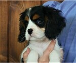 Small Photo #3 Cavalier King Charles Spaniel Puppy For Sale in SCOTTVILLE, MI, USA