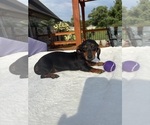Small #5 Dachshund