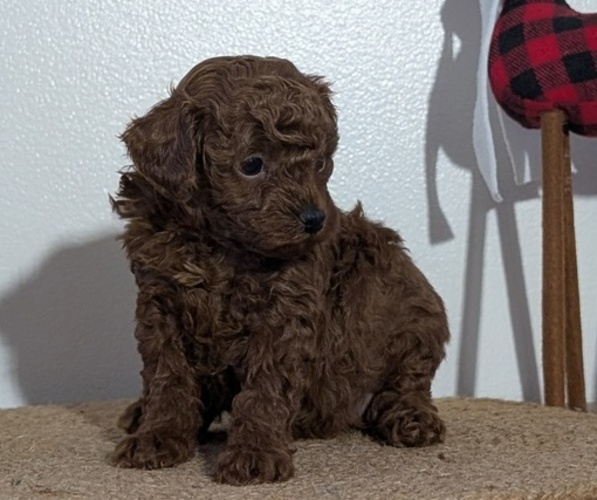 Medium Photo #2 Poodle (Miniature) Puppy For Sale in GOSHEN, IN, USA