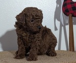 Small #1 Poodle (Miniature)