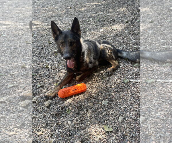 Medium Photo #15 German Shepherd Dog Puppy For Sale in Princeton, MN, USA