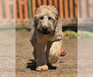 Labrador Retriever-Unknown Mix Dogs for adoption in W Hollywood, CA, USA