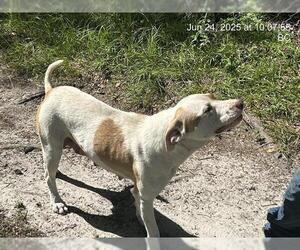 American Pit Bull Terrier Dogs for adoption in Ocala, FL, USA