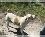Small American Pit Bull Terrier