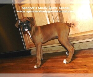 Boxer Puppy for sale in CABOOL, MO, USA