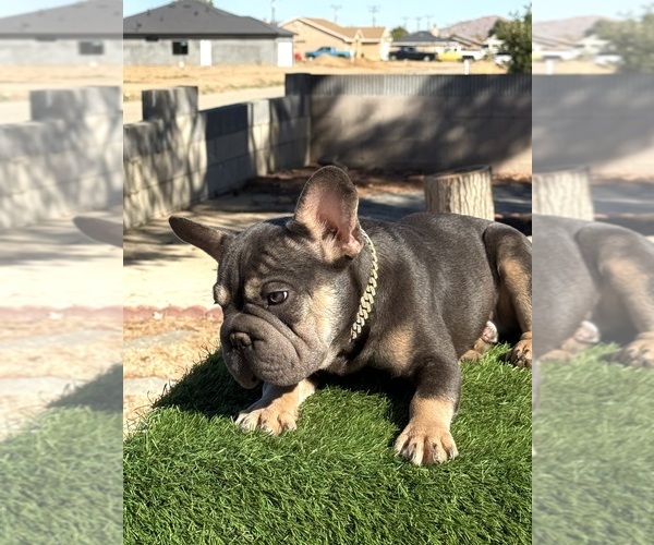 Medium Photo #8 French Bulldog Puppy For Sale in SANTA MONICA, CA, USA