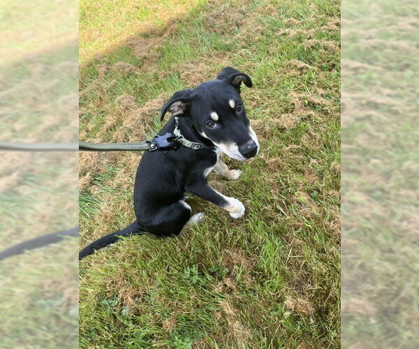 Medium Photo #2 Mutt Puppy For Sale in Bandera, TX, USA
