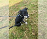 Small #1 Mutt