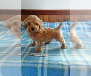 Maltipoo Puppy for sale in CLARKRANGE, TN, USA