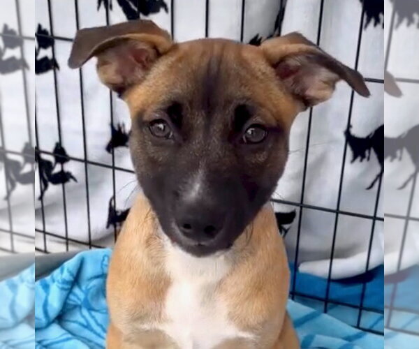 Medium Photo #3 American Staffordshire Terrier-Labrador Retriever Mix Puppy For Sale in San Juan Capistrano, CA, USA