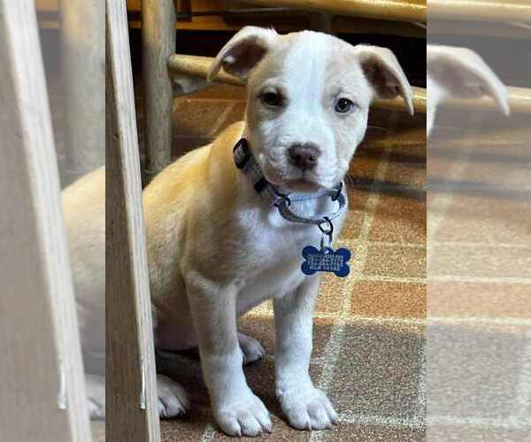 Medium Photo #4 Australian Shepherd-Unknown Mix Puppy For Sale in Springdale, PA, USA