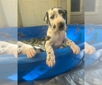 Small Great Dane