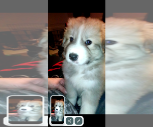 German Shepherd Dog-Great Pyrenees Mix Puppy for sale in JONESBORO, GA, USA