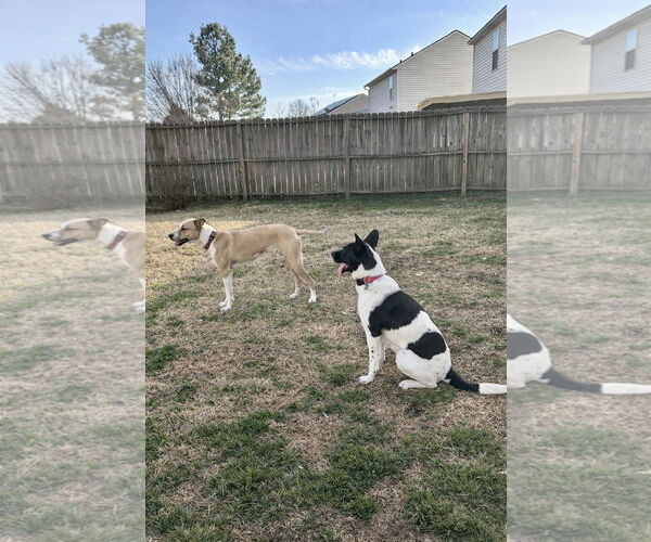 Medium Photo #3 Mutt Puppy For Sale in Holly Springs, NC, USA