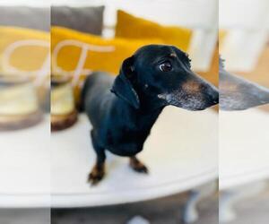 Dachshund Puppy for sale in ALGOOD, TN, USA