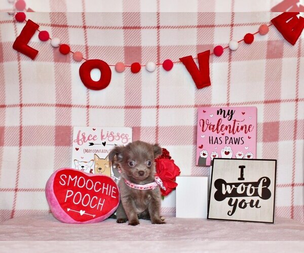 Medium Photo #1 Chihuahua Puppy For Sale in CHARLESTON, AR, USA