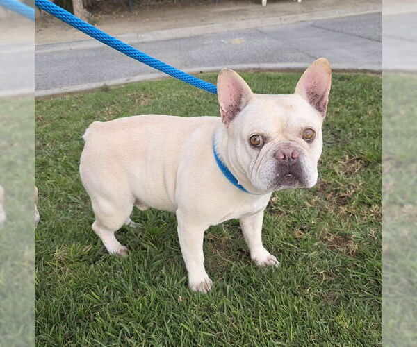 Medium Photo #1 French Bulldog Puppy For Sale in Long Beach, CA, USA