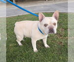 Small French Bulldog
