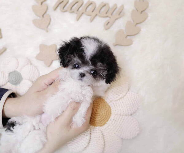 Medium Photo #2 Poodle (Toy) Puppy For Sale in Seoul, Seoul, Korea, South