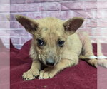 Small #5 Australian Shepherd Mix