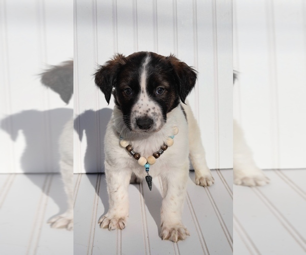 Medium Photo #1 Xoloitzcuintli (Mexican Hairless) Puppy For Sale in MERCED, CA, USA