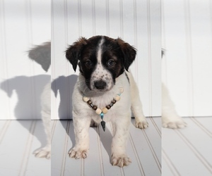 Xoloitzcuintli (Mexican Hairless) Puppy for sale in MERCED, CA, USA