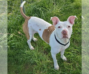 Suki - Female American Staffordshire Terrier-Boxer Mix Dog for Adoption - Photo #8