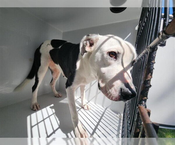 Medium Photo #1 American Pit Bull Terrier Puppy For Sale in Houston, TX, USA