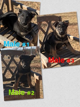 Medium Photo #1 German Shepherd Dog Puppy For Sale in TAHLEQUAH, OK, USA