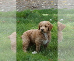 Small #8 Goldendoodle (Miniature)