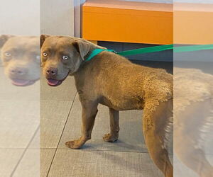 American Pit Bull Terrier-Unknown Mix Dogs for adoption in Rancho Cucamonga, CA, USA
