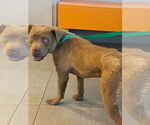 Small American Pit Bull Terrier Mix