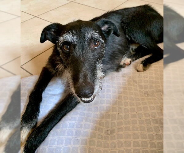 Medium Photo #4 Borzoi-Unknown Mix Puppy For Sale in Canton, CT, USA