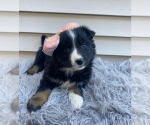 Australian Shepherd Puppy for sale in INDIANAPOLIS, IN, USA