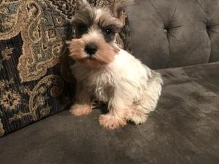 Schnauzer (Miniature) Puppy for sale in AZLE, TX, USA