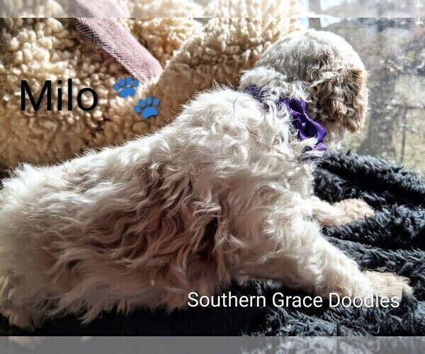 Medium Photo #103 Goldendoodle (Miniature) Puppy For Sale in GASTONIA, NC, USA