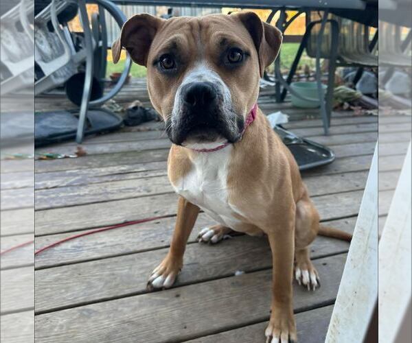 Medium Photo #4 American Staffordshire Terrier-Unknown Mix Puppy For Sale in New Oxford , PA, USA